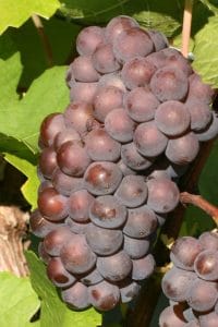 Grauburgunder, Pinot Grigio oder Pinot Gris